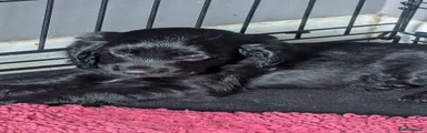 Cocker Spaniel 2