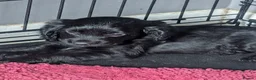 Cocker Spaniel dogs for sale: Gorgeous pups needing a forever home!  in Royston - Advert 12