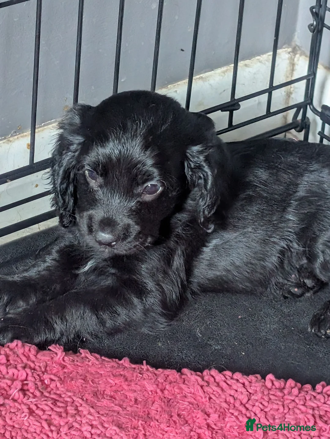Cocker Spaniel dogs for sale: Gorgeous pups needing a forever home!  in Royston - Advert 12