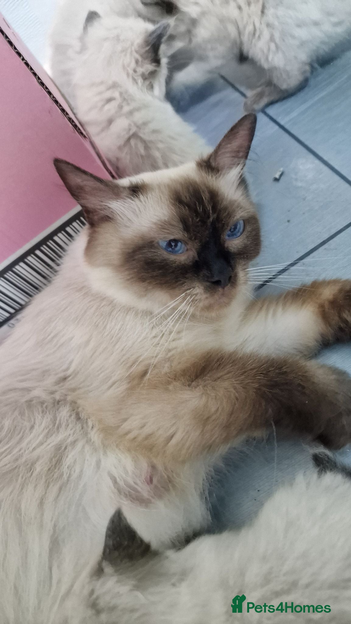 Ragdoll cats 7 beautiful ragdoll kittens 2 are blue point - Advert 1