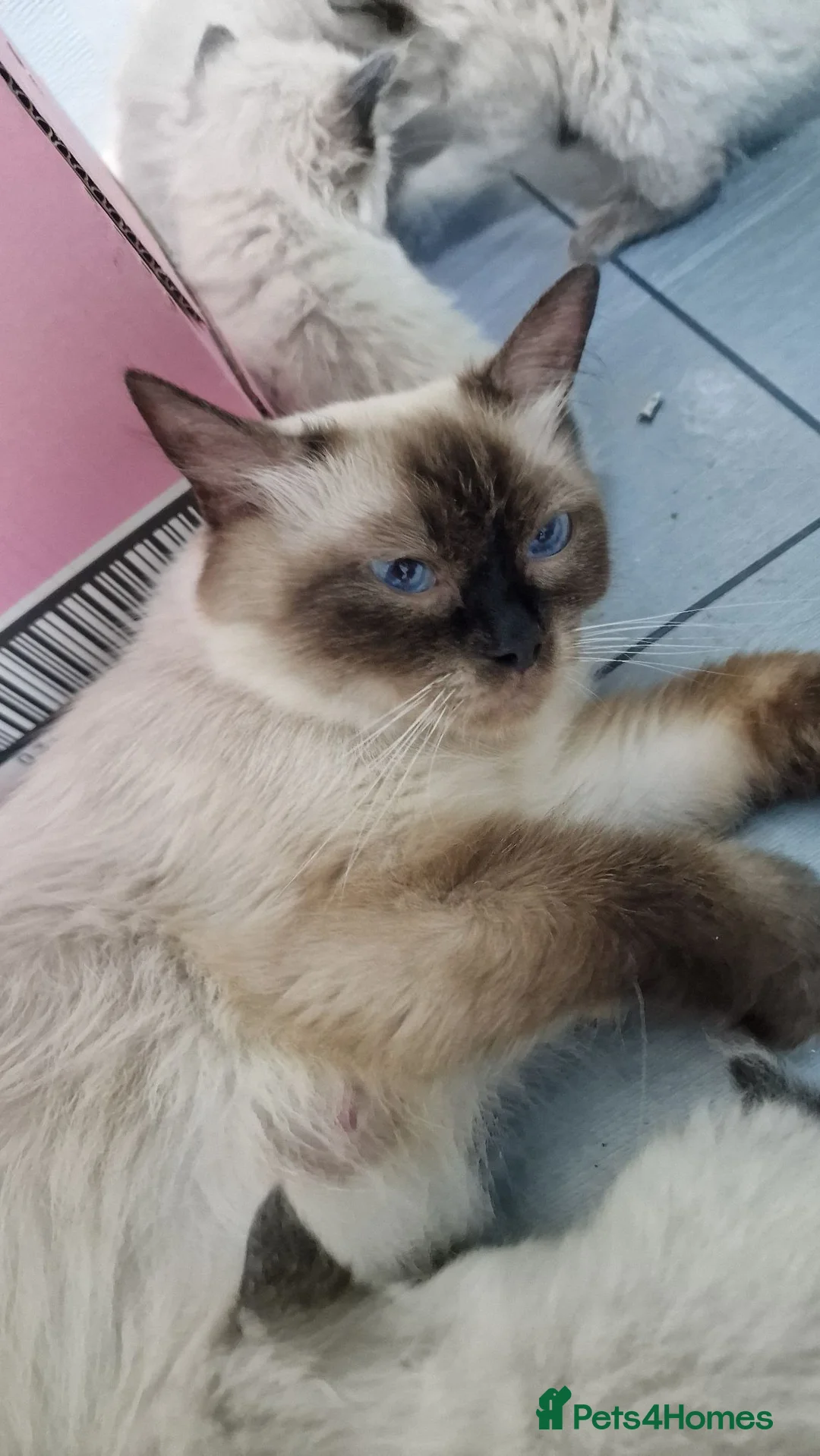 Ragdoll cats for sale: 7 beautiful ragdoll kittens 2 are blue point in Accrington - Advert 1