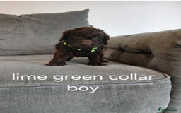 Cockapoo dogs for sale: 5 cockapoo puppies - Image 4