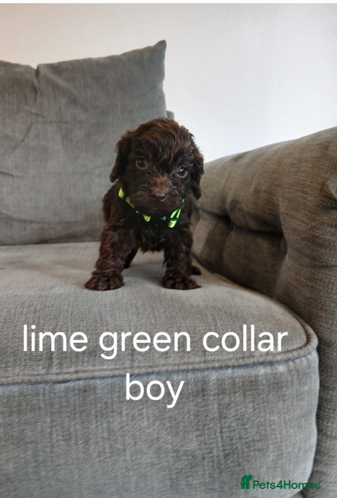 Cockapoo dogs for sale: 5 cockapoo puppies - Image 4