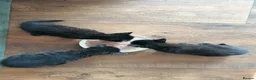 Domestic Shorthair cats for sale: 3 adorable kittens for sale  - Advert 30