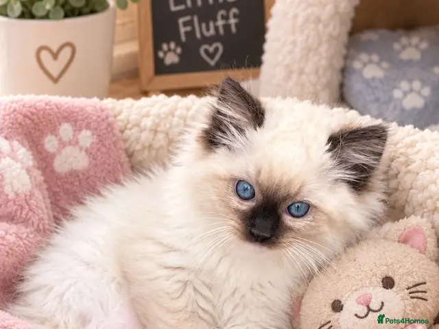 Ragdoll cats Gorgeous GCCF reg ragdoll babies. - Advert 15