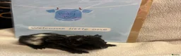 Guinea Pig rodents for sale: 2 beautiful boys  - Advert 18