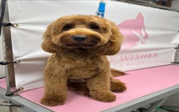 Cockapoo dogs for stud: Stunning F1 male cockapoo stud  - Image 7