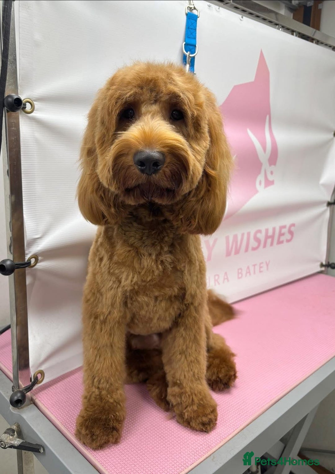 Cockapoo dogs for stud: Stunning F1 male cockapoo stud  - Image 7