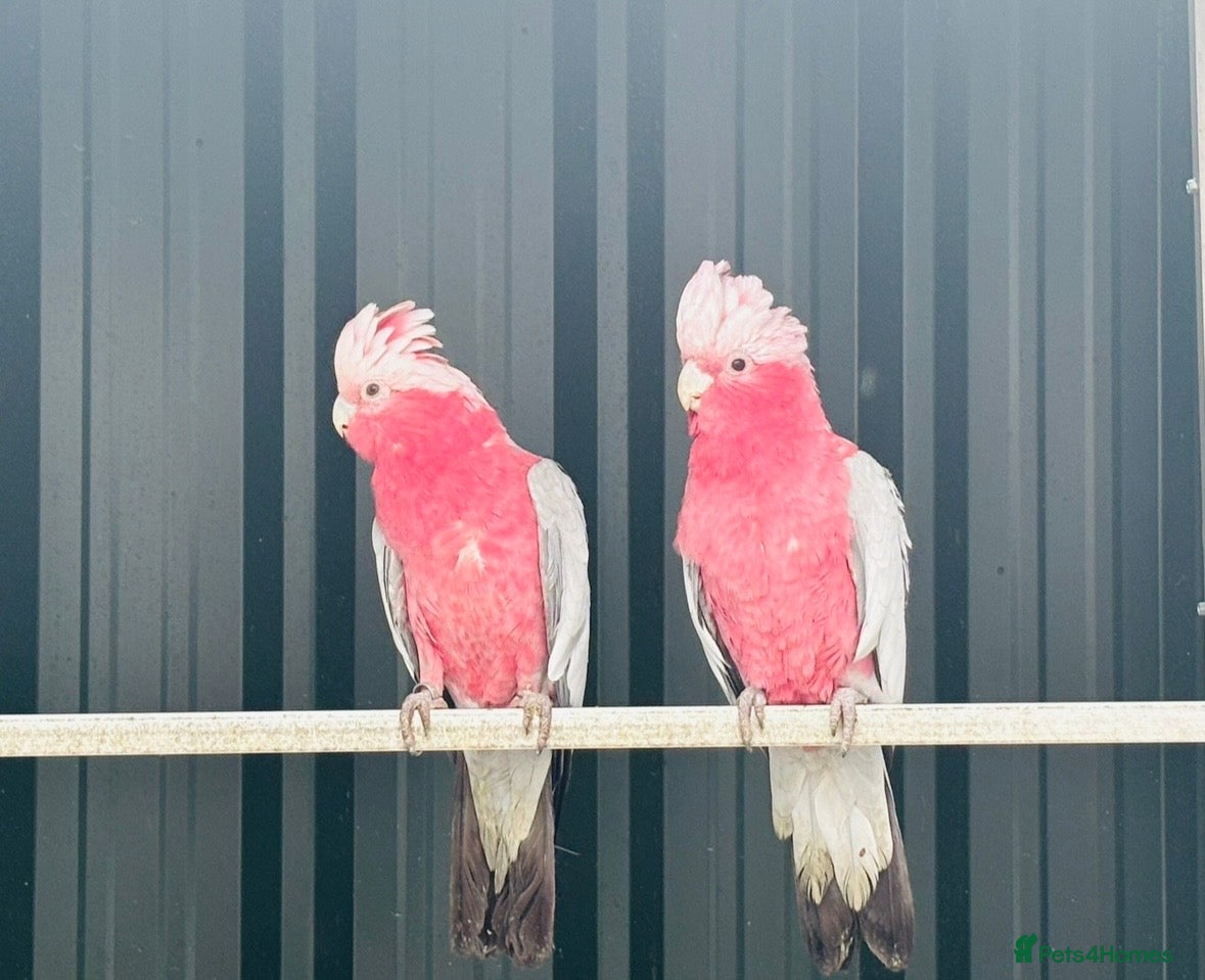 Cockatoo birds Proven  pairs galahs  - Advert 3