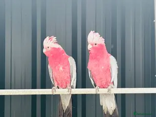 Cockatoo birds Proven pairs galahs - Advert 1
