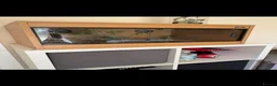 Stick Insects invertebrates for sale: Collection of stick insects with vivarium - Advert 2