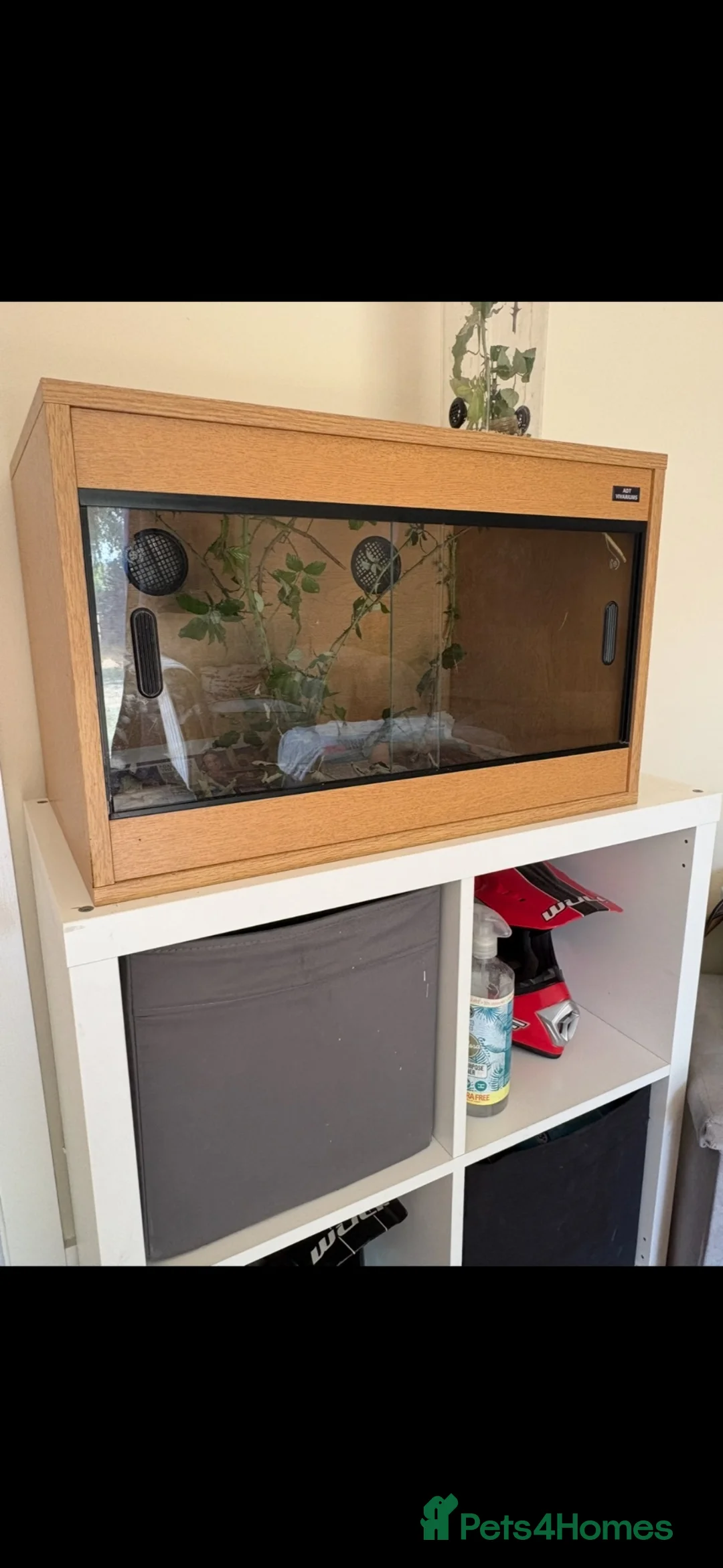 Stick Insects invertebrates for sale: Collection of stick insects with vivarium - Advert 2
