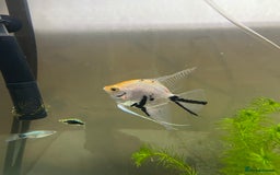 Angelfish fish for sale: Angelfish x2 - Image 1