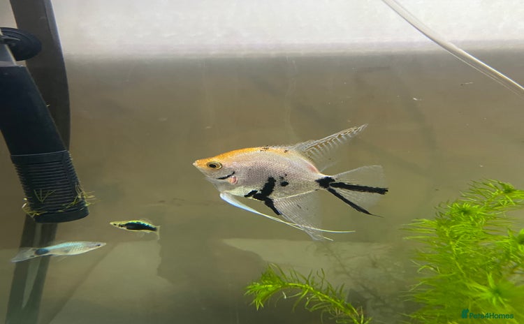Angelfish fish - Advert 1