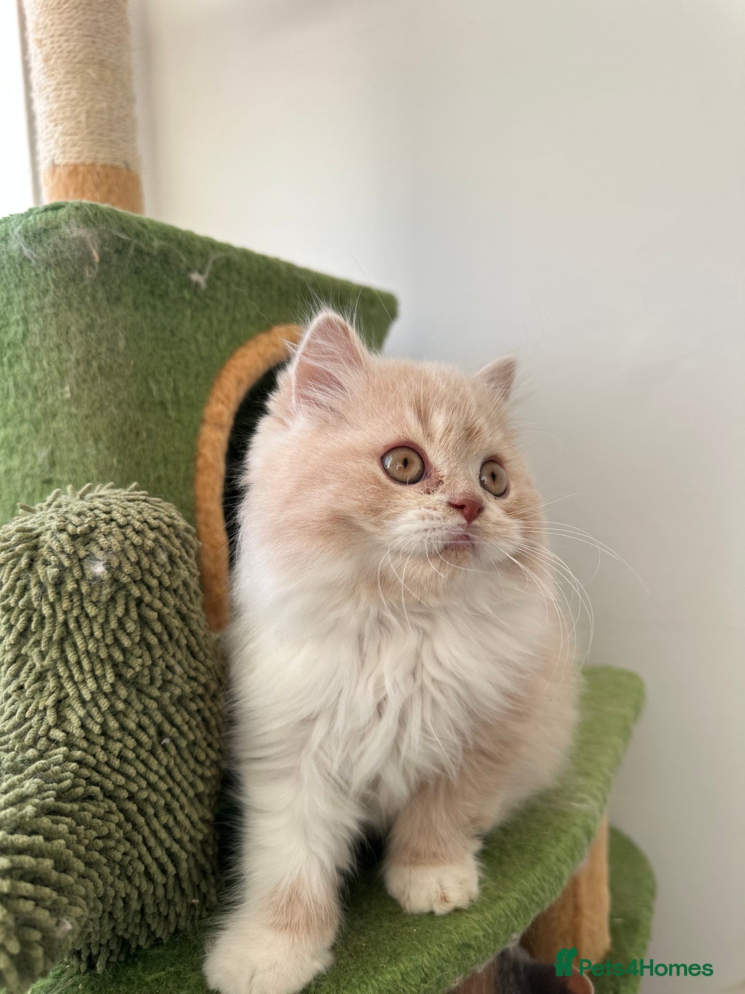 British Shorthair cats for sale:  🦁 Stunning BLH Lion Look alike READY NOW - Advert 36