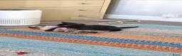Bengal cats for sale: Bengal TICA registered kittens. - Advert 11