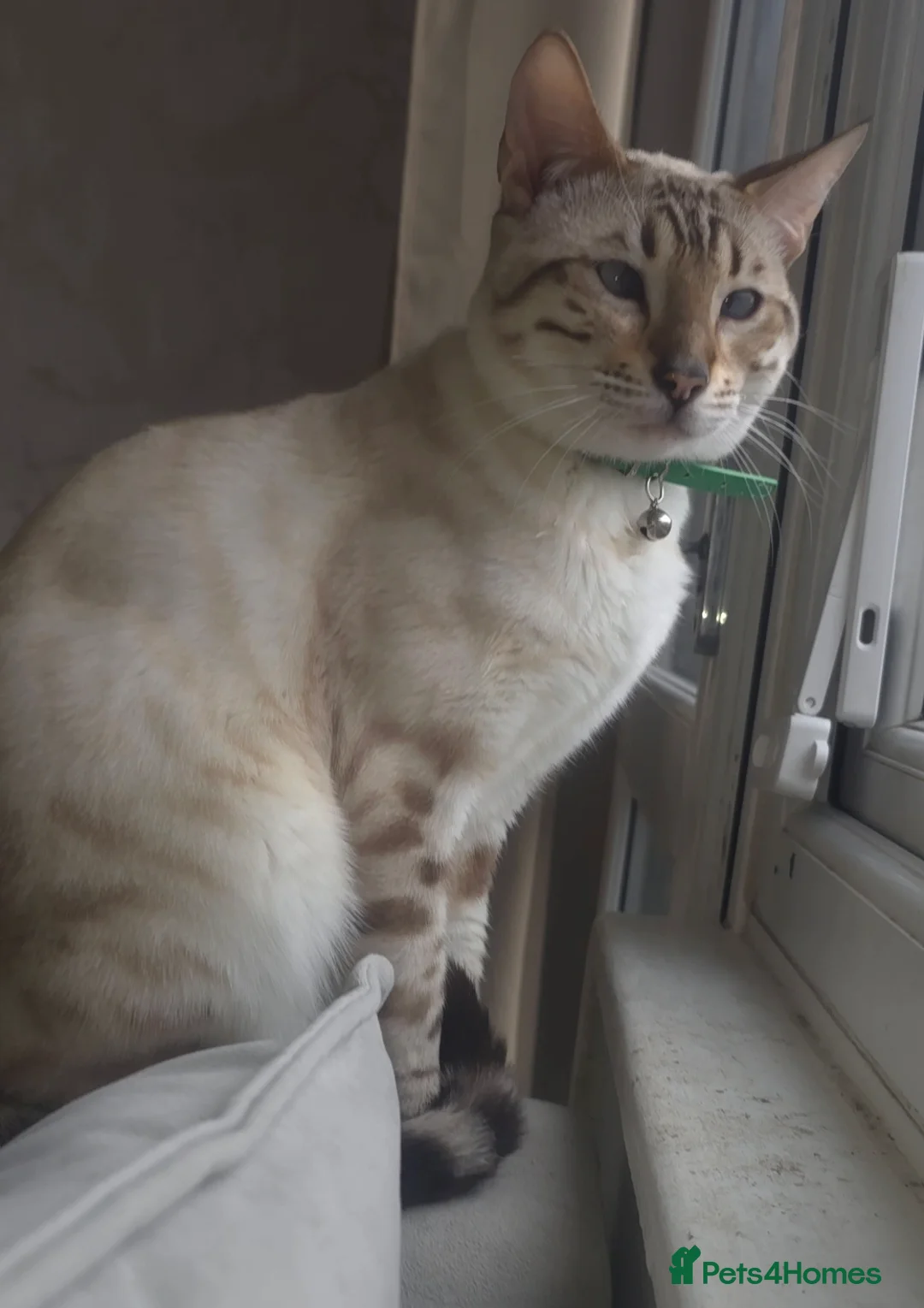 Bengal cats for sale: 🌟 Savannah × Snow Bengal Kittens 🌟 RARE - Advert 13