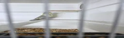 Budgerigars birds for sale: Budgies for sale  - Advert 2