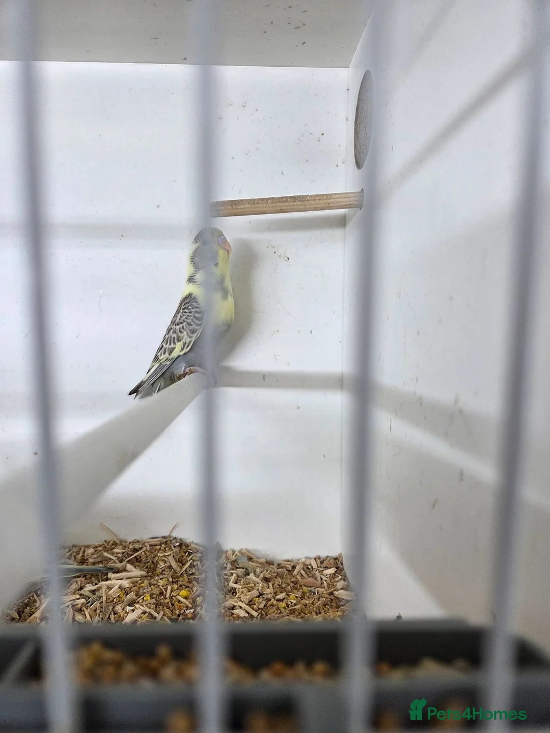 Budgerigars birds for sale: Budgies for sale  - Advert 2