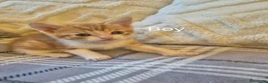 Mixed Breed Kitten 2
