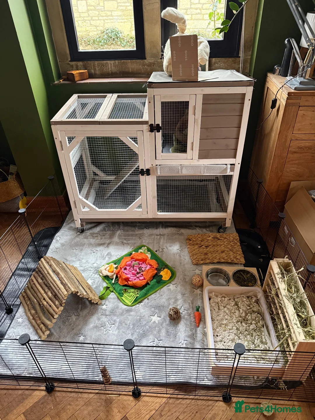 Mini Lop rabbits for sale: Bonded 7 month brother & sister mini lop rabbits in Cheltenham - Advert 2