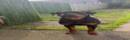 Rottweiler dogs for sale: Female Rottweiler  - Advert 2