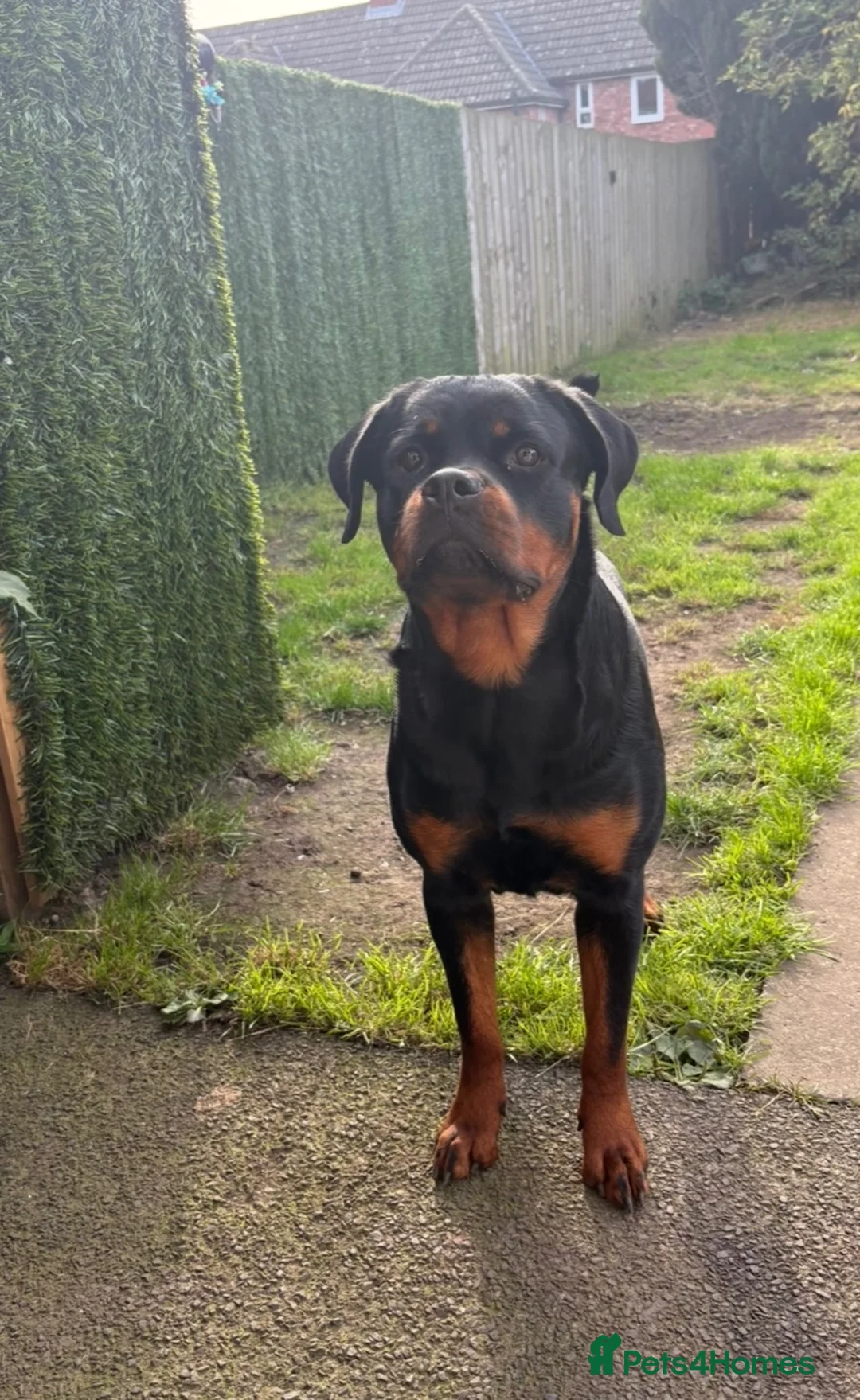 Rottweiler dogs for sale: Female Rottweiler  - Advert 2