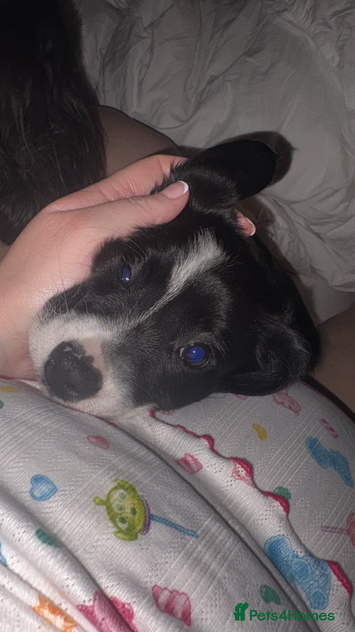 Mixed Breed dogs for sale: King Charles Cross Border Collie  - Advert 6