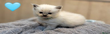Ragdoll Kitten 3