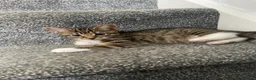 Mixed Breed cats for sale: Two male Kittens  in Derby - Advert 5