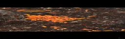Millipedes invertebrates for sale: Pink dragon millipedes and springtails for sale  - Advert 2