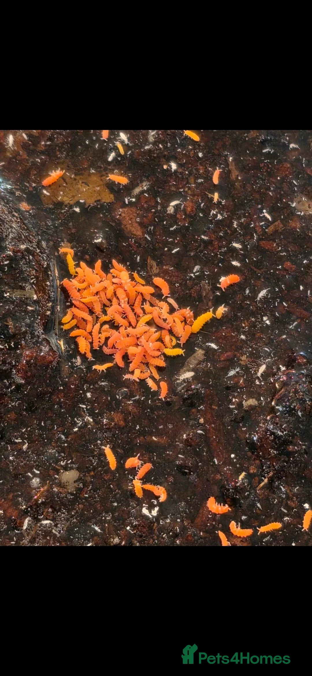 Millipedes invertebrates for sale: Pink dragon millipedes and springtails for sale  - Advert 2