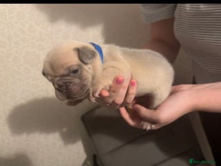 French Bulldog dogs - Advert 27