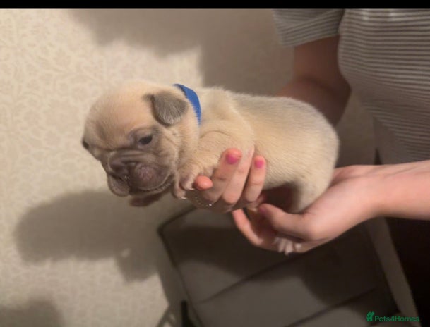 French Bulldog dogs - Advert 3