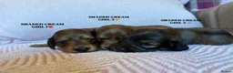 Miniature Dachshund dogs for sale: KC LONG HAIRED CREAM MINIATURE DACHSHUNDS🤍 - Advert 13