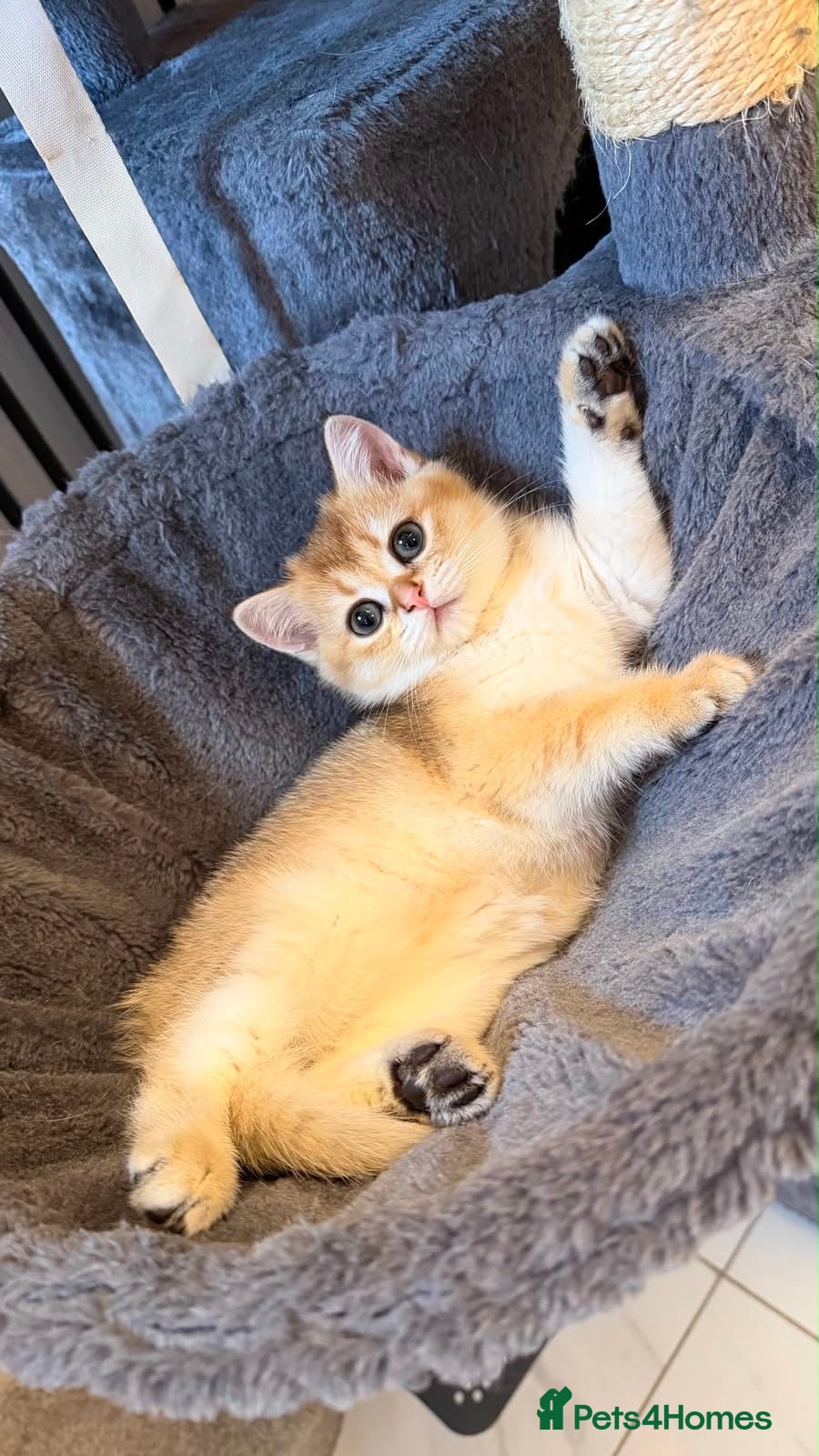 British Shorthair cats Adorable kittens looking for a loving family. - Advert 2