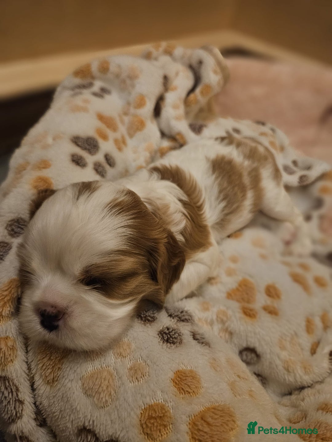Cavalier King Charles Spaniel dogs for sale: Cavalier King Charles Spaniel 3 x puppies - Advert 31