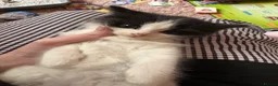 Mixed Breed cats for sale: 4 mainecoon x BSH kittens.  - Advert 8