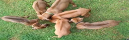 Rhodesian Ridgeback dogs for sale: KC reg,Excellent Ridges,Health checked/Elb/Hip/JME - Advert 21