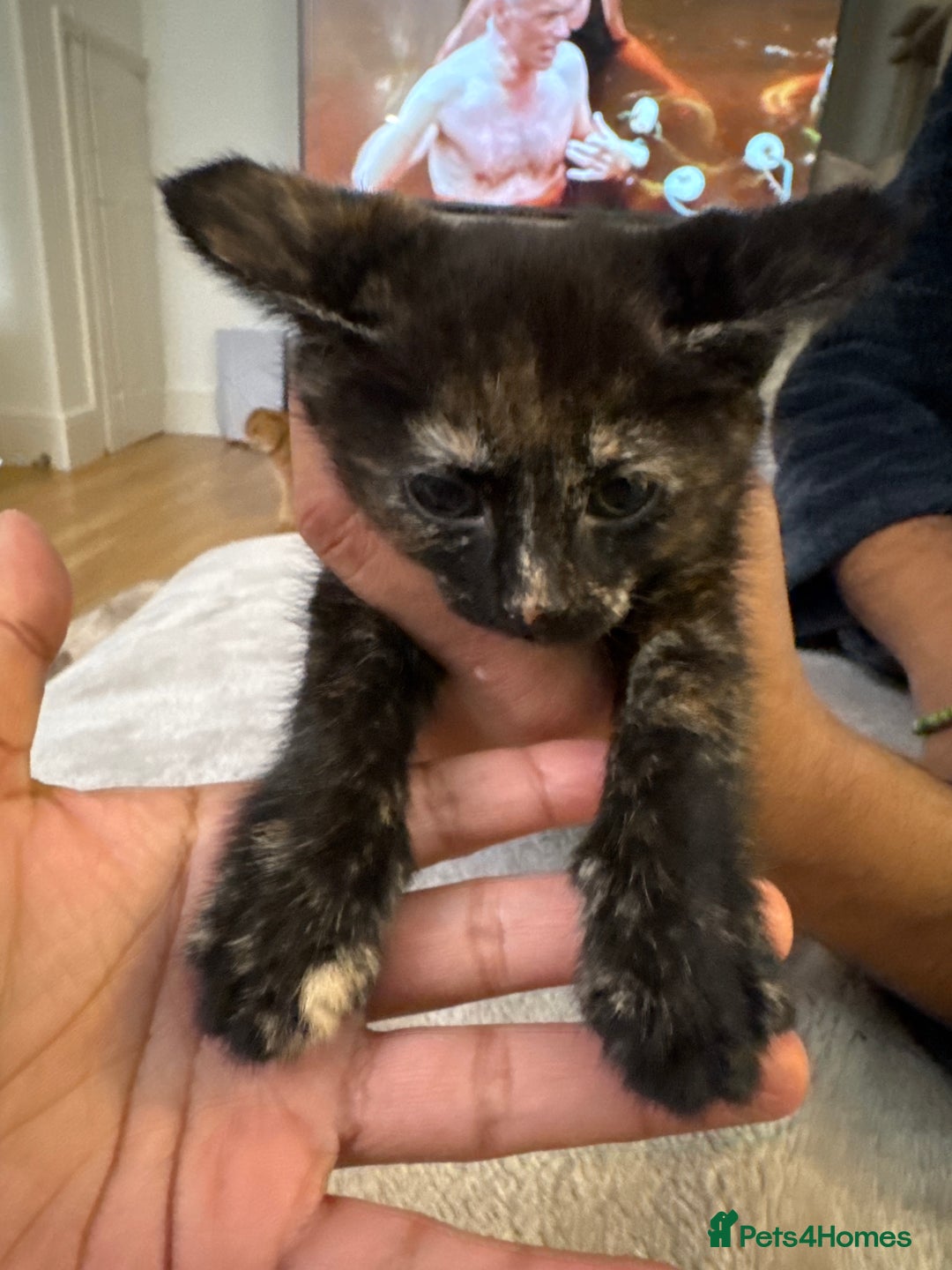 Bengal cats for sale: Bengal x British short hair kittens ready soon 15t - Advert 22