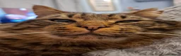 Mixed Breed cats for sale: 2 beautiful maincoone cross x mixed breed kittens  - Advert 4