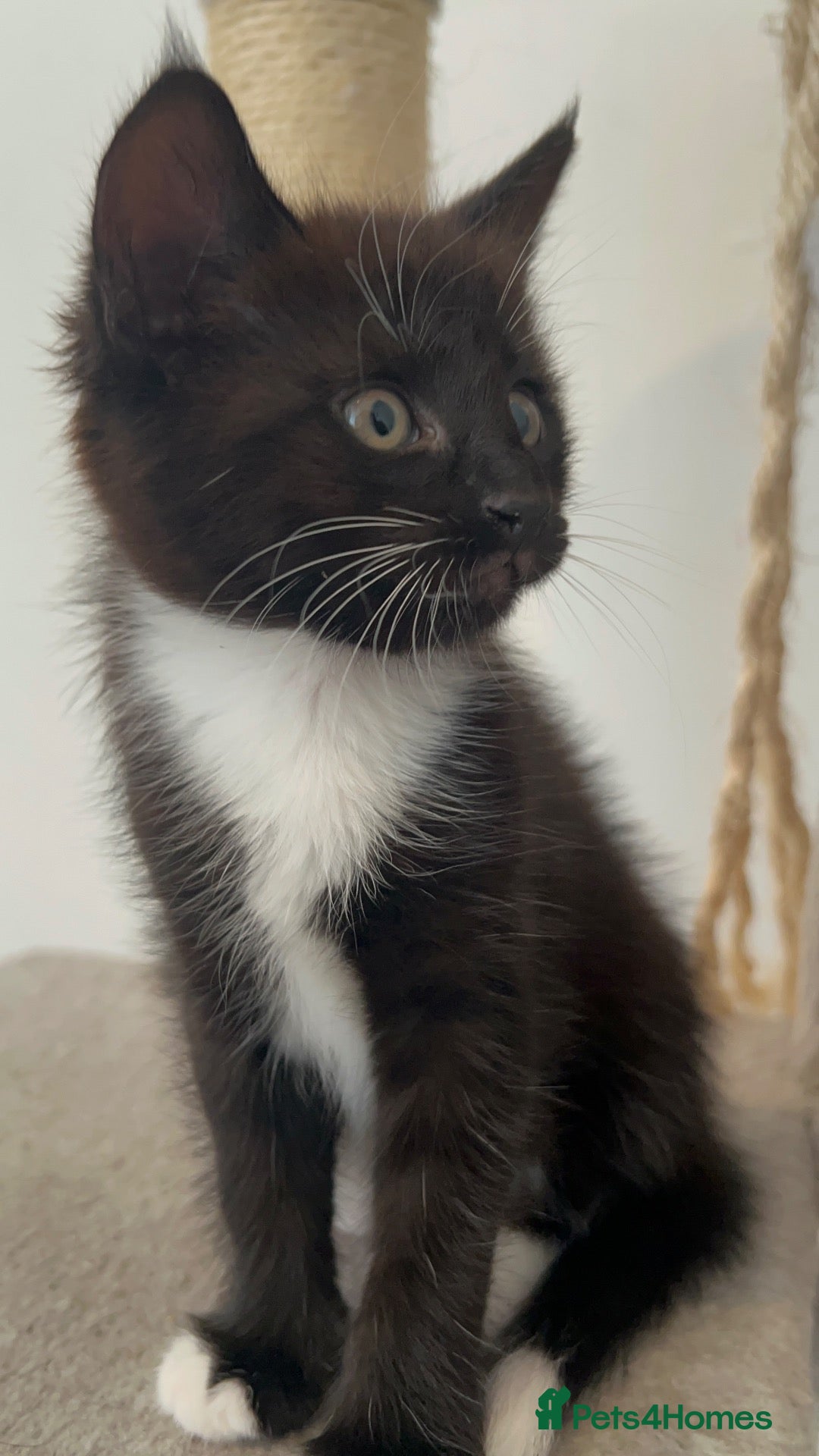 Mixed Breed cats 2 female tuxedos £70 - Advert 1