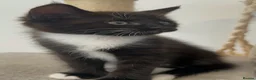 Mixed Breed cats for sale: 2 female tuxedos £70 - Advert 1