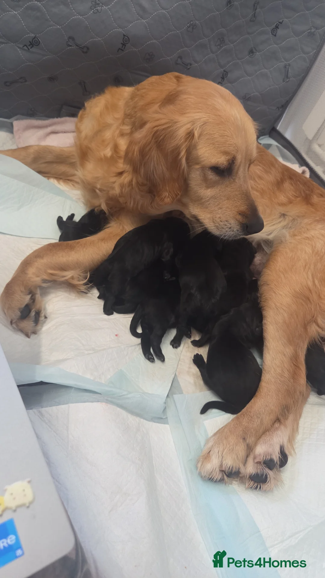 Goldador dogs for sale: Beautiful chunky goldador puppies  - Advert 2