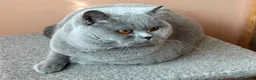 British Shorthair cats for stud: Stunning Import BSH Boy,GCCF&TICA active-for stud! - Advert 2
