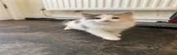 Mixed Breed cats for sale: 4 Beautiful Kittens Ready for Their Forever Homes in Manchester - Advert 4