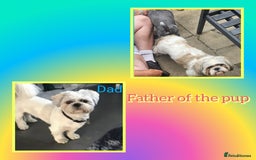 Shih Tzu dogs for sale: Shih tzu puppy for sale  - Image 2