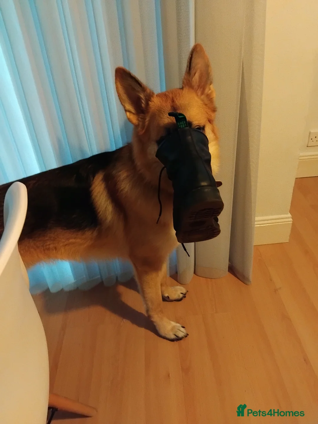 German Shepherd dogs for stud: Ragnar the German Shepherd stud - Advert 8