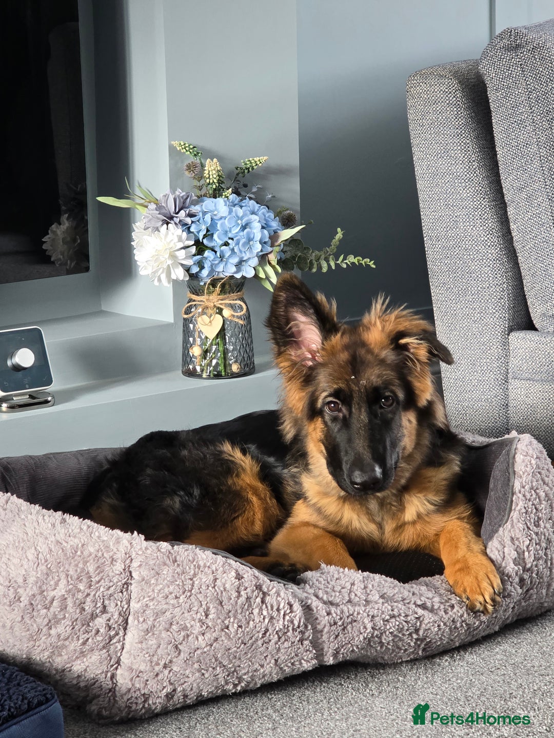 German Shepherd dogs for sale: 6 Month Old Millie  - Image 6