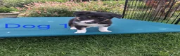 Border Collie dogs for sale: Beautiful border collie pups *3 dogs available* - Advert 7